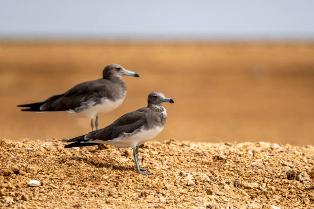 сажистая чайка, larus hemprichii. саудовская аравия. - sooty tern стоковые фото и изображения