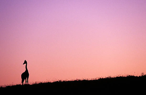 istock South Africa, Eastern Cape Province, Giraffe at sunset. 183427778