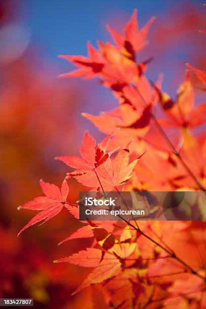 Japanese Maple Leaves Stock Photo - Download Image Now - Autumn, Backgrounds, Beauty In Nature