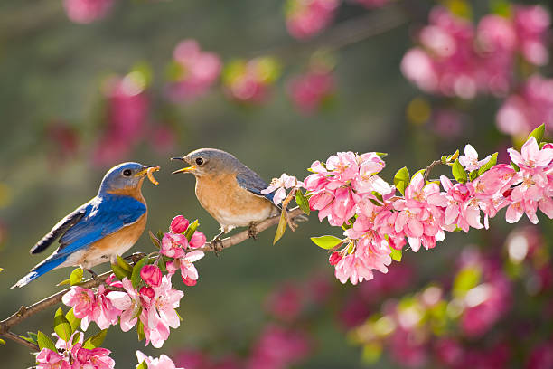 istock Eastern Bluebirds, male feeding the female 183427815
