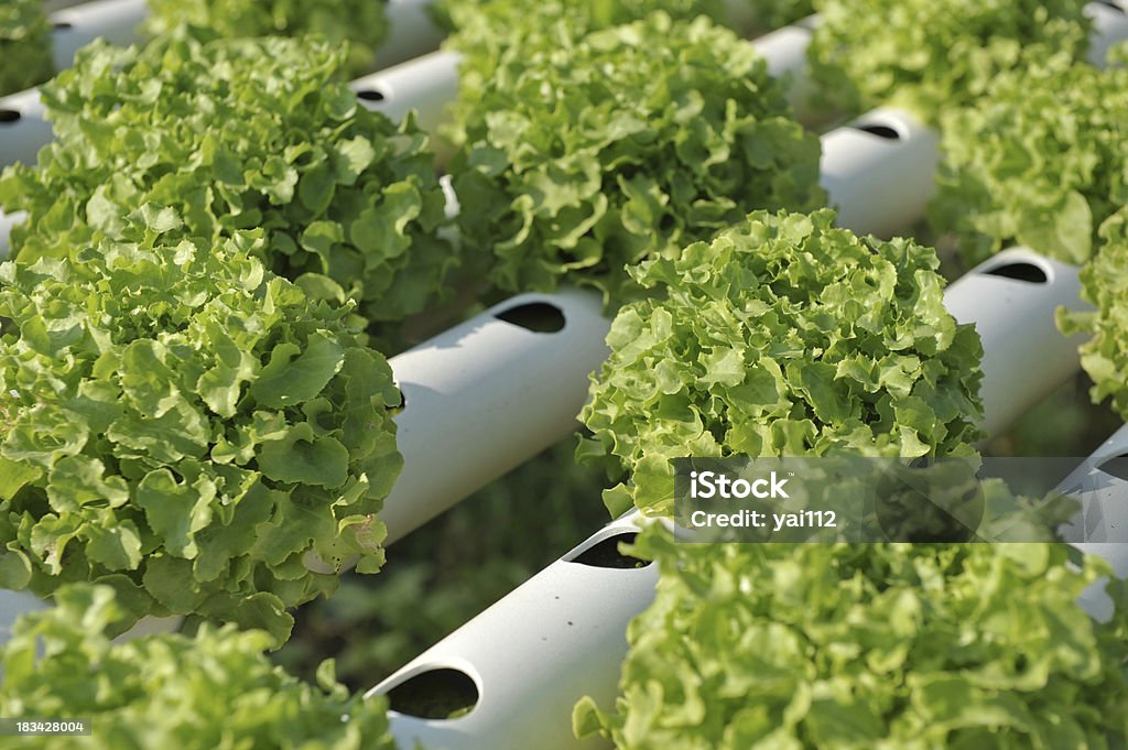 水栽培野菜 - オーガニックのロイヤリティフリーストックフォト