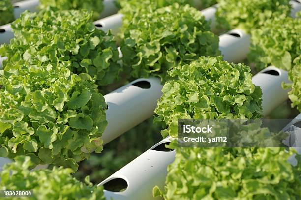 水栽培野菜 - オーガニックのストックフォトや画像を多数ご用意 - オーガニック, グリーンハウス, サラダ