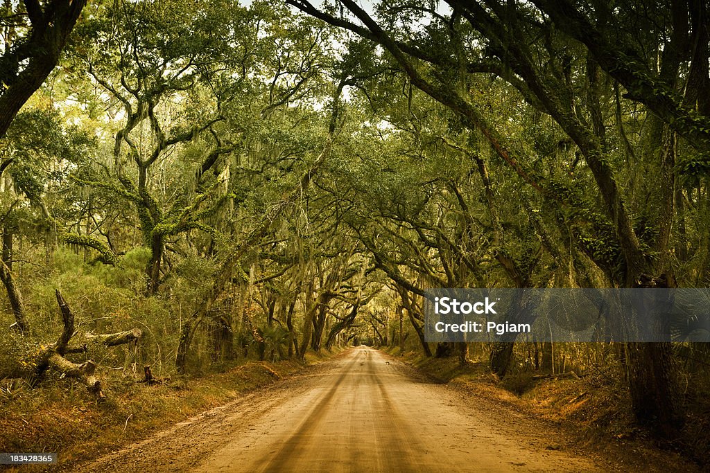 Plantation forest Schotterstrecke - Lizenzfrei Alt Stock-Foto