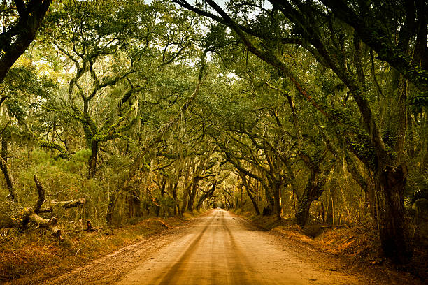 istock Plantation forest dirt road 183428365