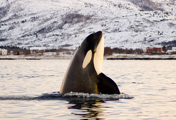 Orca, killer Whale stock photo