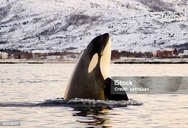 Orca Killer Whale - zdjęcia stockowe i więcej obrazów Orka - Orka, Czarny kolor, Dzikie zwierzęta
