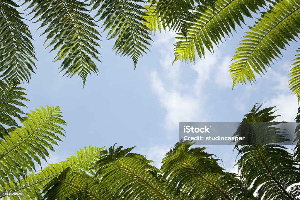 Palm Blätter - Lizenzfrei Palme Stock-Foto