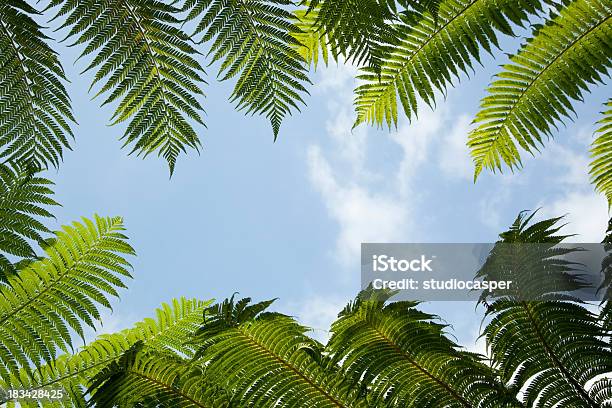 Palm Blätter Stockfoto und mehr Bilder von Palme - Palme, Bildhintergrund, Baum