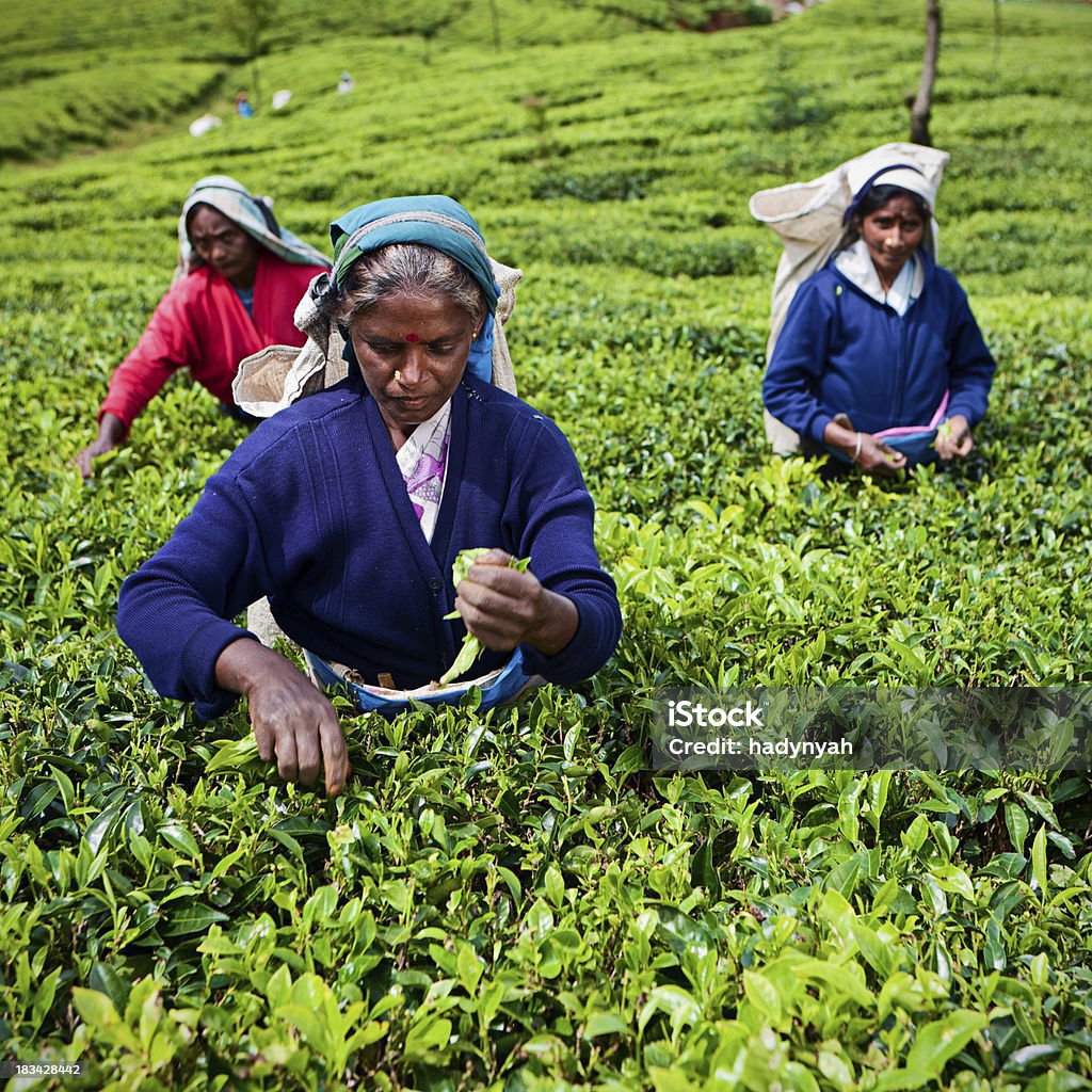 Tamil pickers recogida de hojas de té de Sri Lanka, - Foto de stock de Adulto libre de derechos