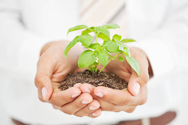istock Businessman Holding an Uprooted Plant 183428657