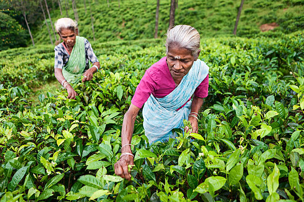 tamil chá pickers recolher folhas, sri lanka - tea crop picking indian culture tea leaves imagens e fotografias de stock