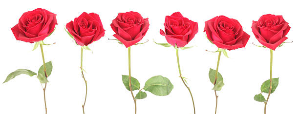 istock Red Rose Border for Valentine's Day 183428887