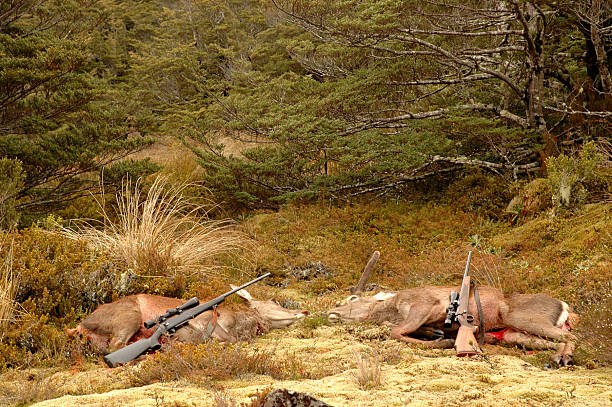 deer and rifles stock photo