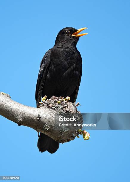 Singen Amsel Turdus Merula Stockfoto und mehr Bilder von Amsel - Amsel, Singen, Blau