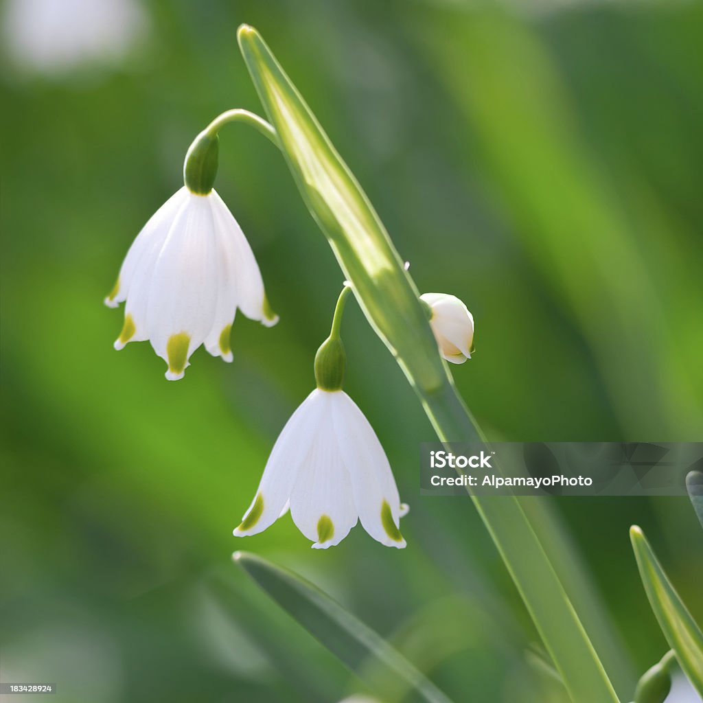 Verão Flores de Floco de Neve-XII - Royalty-free Ao Ar Livre Foto de stock