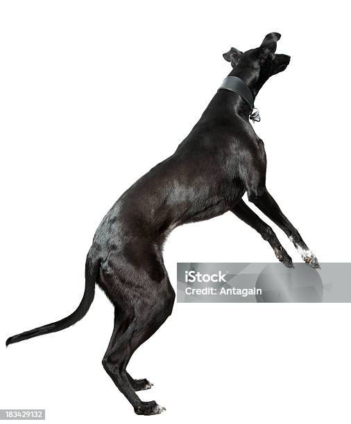 Whippet - Fotografias de stock e mais imagens de Animal - Animal, Cor preta, Cão