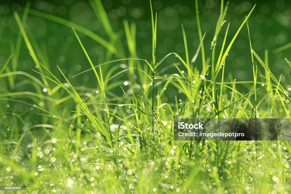 Makro zielona Trawa i rosy krople - Zbiór zdjęć royalty-free (Makrofotografia)