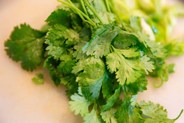 istock Bunch of cilantro 1834292023