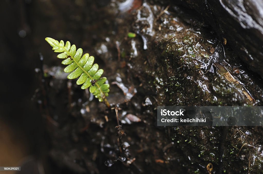 Felce in primavera - Foto stock royalty-free di Acqua