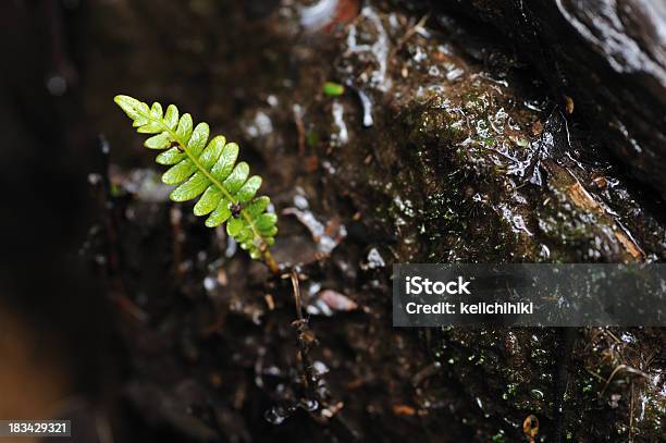 Feto Na Primavera - Fotografias de stock e mais imagens de Antigo - Antigo, Ao Ar Livre, Austrália