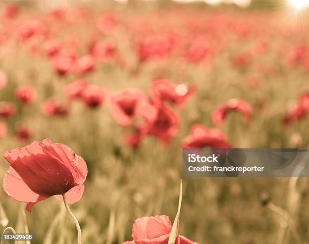 Poppy Paisaje Al Atardecer Foto de stock y más banco de imágenes de Aire libre - Aire libre, Ajardinado, Alegría