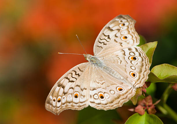 grigio farfalla viola del pensiero - nymphalid foto e immagini stock