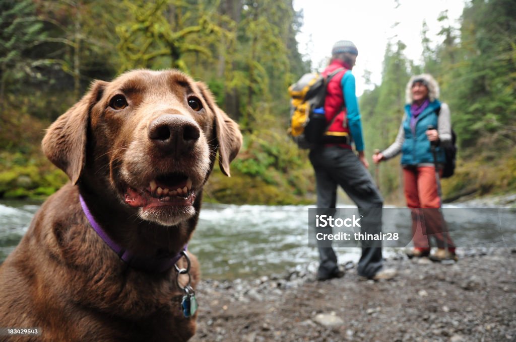 Happy hiking dog "A happy chocolate lab and her companions on a hike along Eagle Creek in the Columbia Gorge, Oregon.More shots from the Columbia Gorge:" Hiking Stock Photo