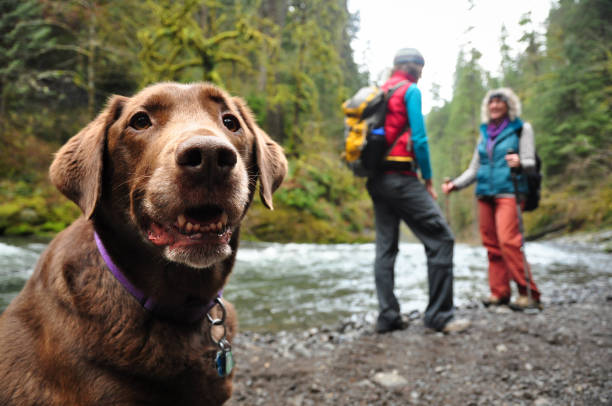 Happy hiking dog stock photo