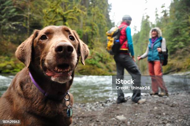 Happy Hiking Dog Stock Photo - Download Image Now - Hiking, Dog, Pacific Northwest
