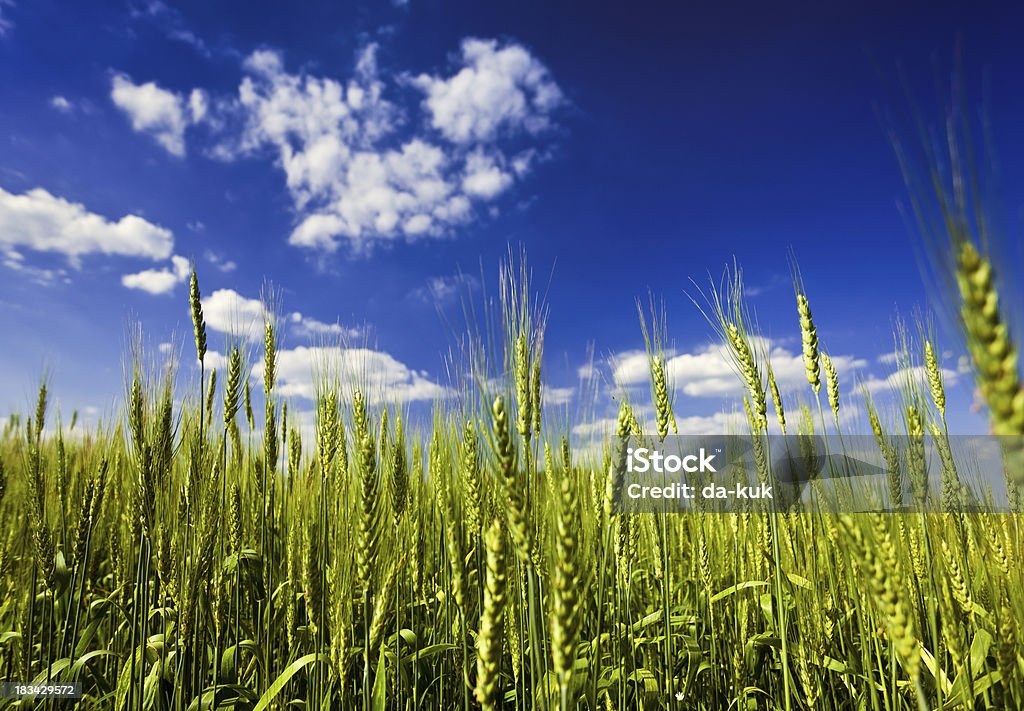 Di grano - Foto stock royalty-free di Agricoltura