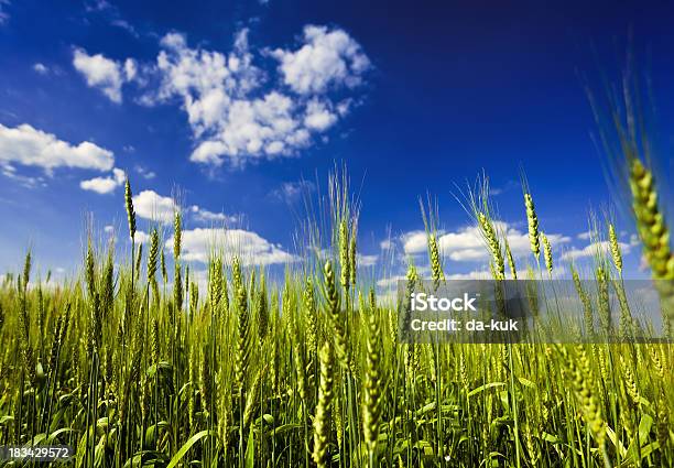 Di Grano - Fotografie stock e altre immagini di Agricoltura - Agricoltura, Ambientazione esterna, Ambientazione tranquilla