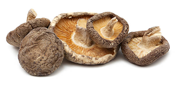 hongos shiitake seca - shiitake mushroom mushroom dried food dried plant fotografías e imágenes de stock