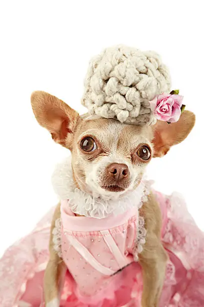 a little chihuahua dressed up as Marie Antoinette