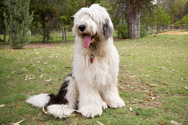 schaf hund sitzend - old english sheepdog stock-fotos und bilder