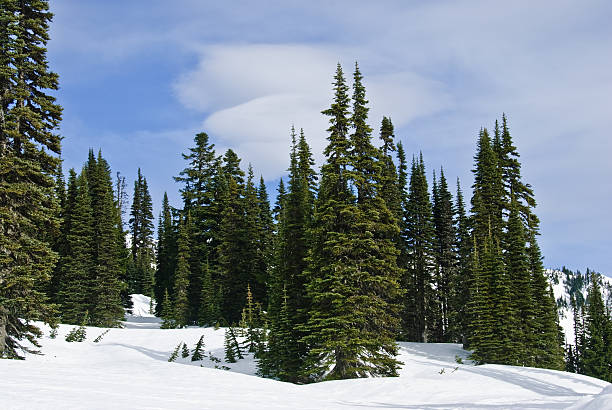 istock Sub-Alpine Forest in the Snow 183430111