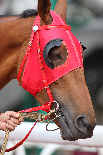 istock Horse head with Red Blinders 183430140