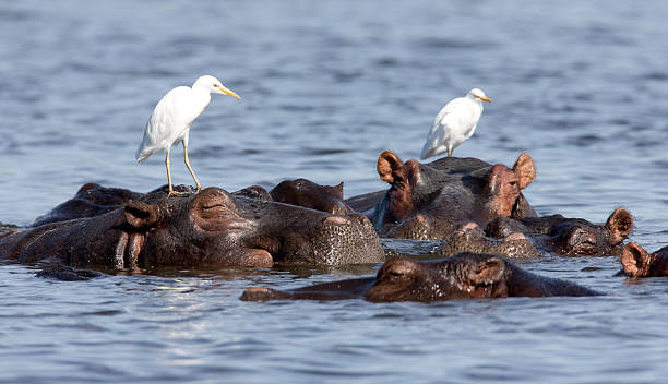 Hippos and Egrets stock photo