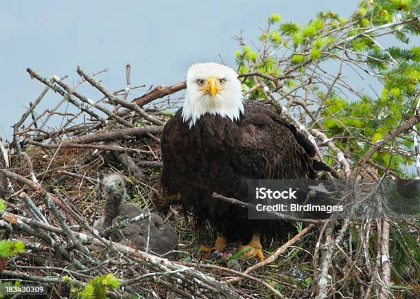 Photo libre de droit de Chick Dans Le Nid Daigle banque d'images et plus d'images libres de droit de Nid - Nid, Aigle, Aiglon