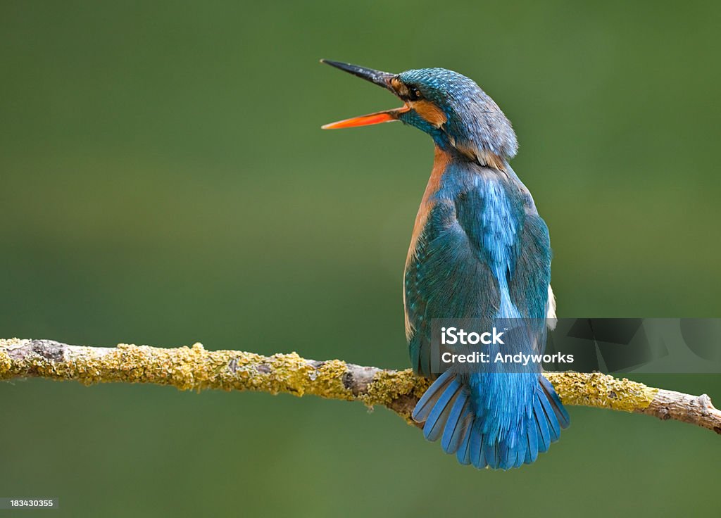 Calling weibliche Eisvogel (Alcedo atthis - Lizenzfrei Ast - Pflanzenbestandteil Stock-Foto