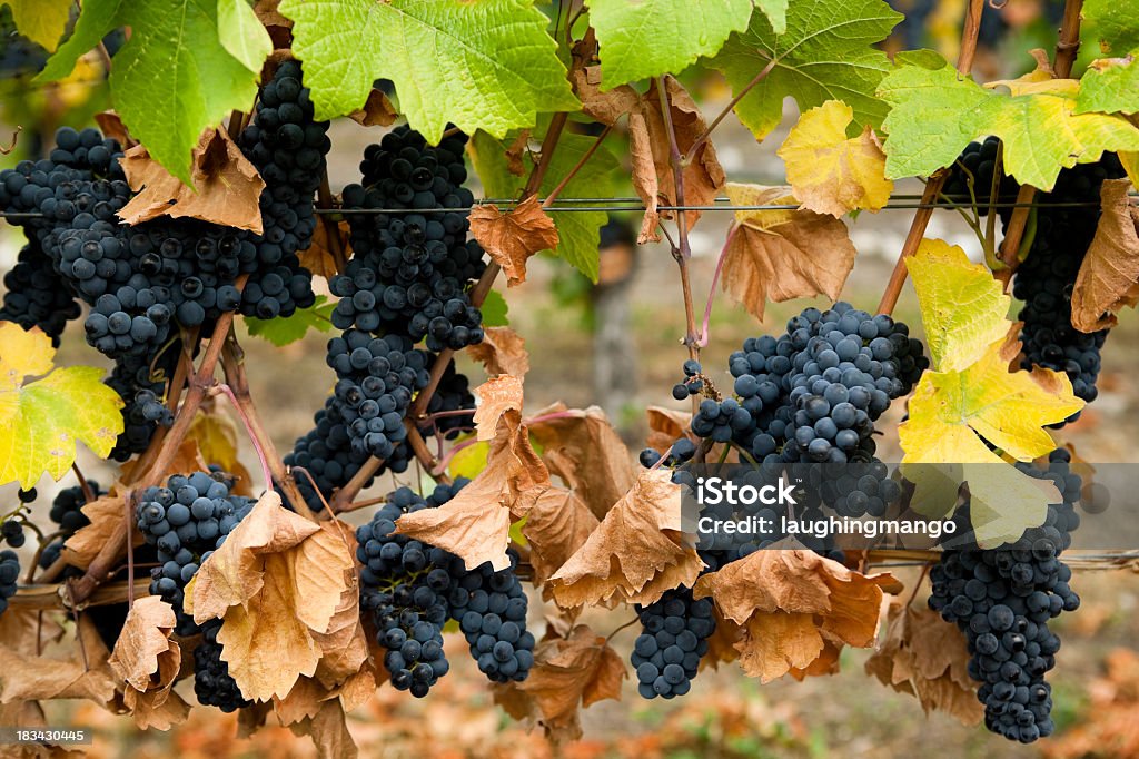 gamay noir uvas - Foto de stock de Agricultura libre de derechos