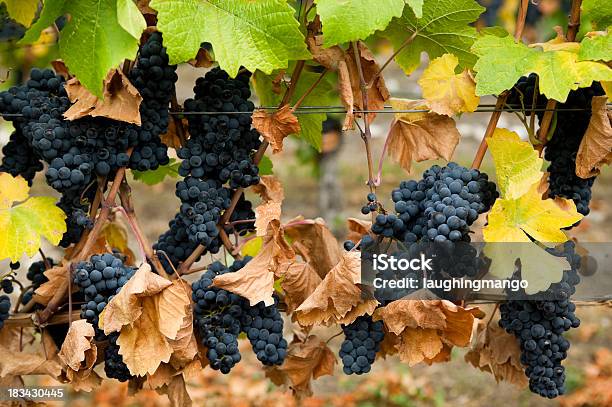 Gamay Noir Uvas Foto de stock y más banco de imágenes de Agricultura - Agricultura, Alimento, Amarillo - Color