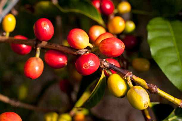 istock Organic Kona Coffee Cherries 183430542