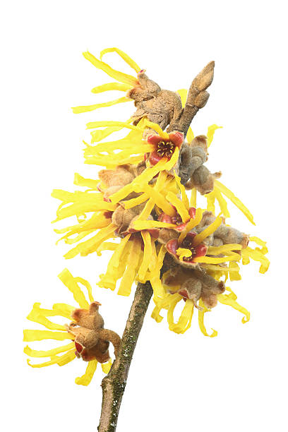 魔女ヘイゼル（hamamelis virginiana )白で分離 - virginiana ストックフォトと画像