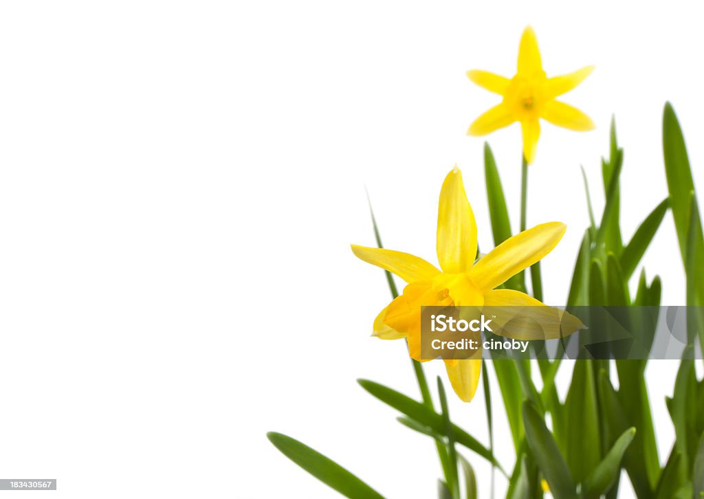 Daffodils "Daffodils against a white background, selective focus on the foreground of the first daffodil" Beauty Stock Photo