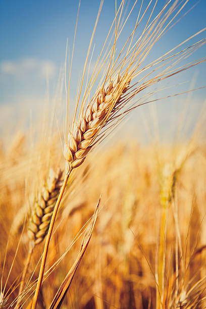 위트 - wheat whole wheat close up corn on the cob 뉴스 사진 이미지