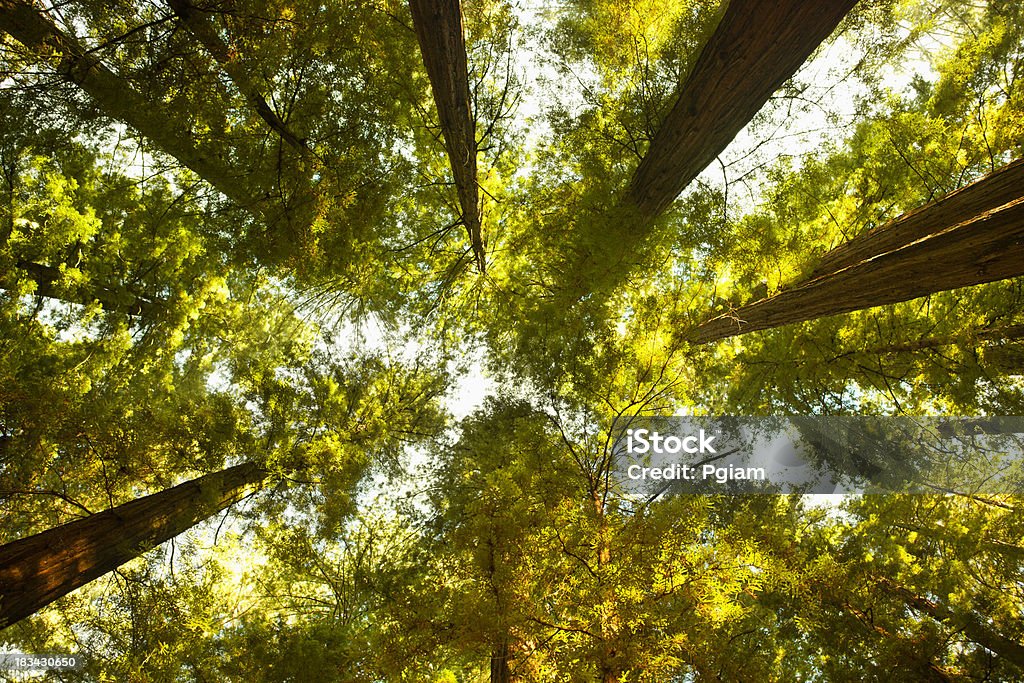 Смотреть вверх на густые Секвойя Лес - Стоковые фото Калифорнийское мамонтовое дерево роялти-фри