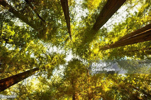 Смотреть Вверх На Густые Секвойя Лес — стоковые фотографии и другие картинки Калифорнийское мамонтовое дерево - Калифорнийское мамонтовое дерево, Национальный парк Редвуд, Смотреть вверх
