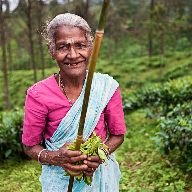 istock Tamil tea pickers collecting leaves, Sri Lanka 183430914