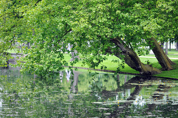 canal de água no parque de schwerin (alemanha - baumreihe imagens e fotografias de stock