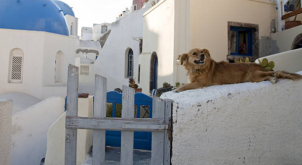 istock Dog relaxing in Santorini 183430992
